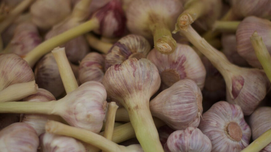 Tuča poharala češnjak, uništeno 20% uroda