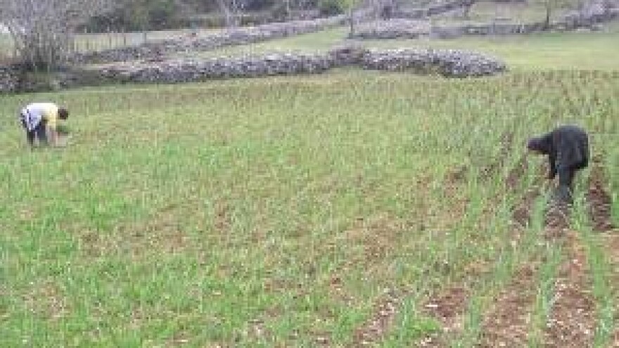 Češnjak iz Ljubitovice i svjetski brend