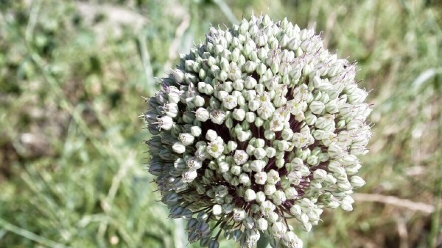 Prirodna obrana češnjaka od štetnika