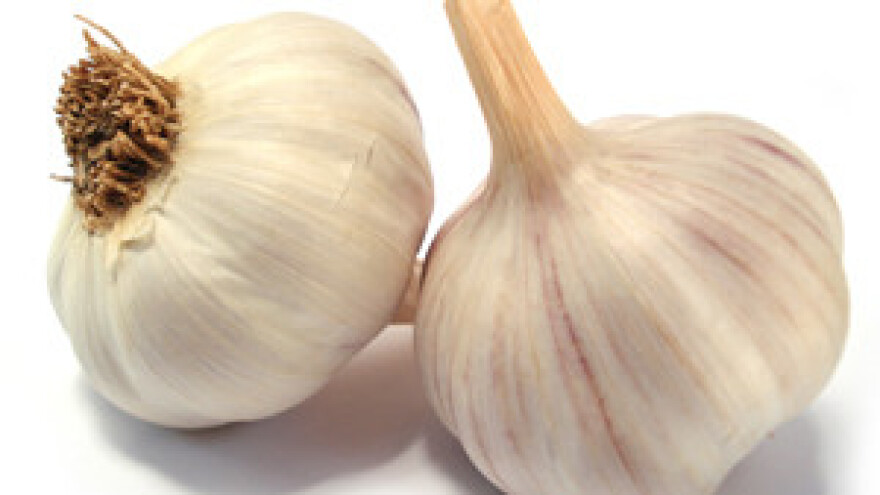 Umnožavanje slavonskog češnjaka