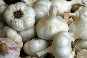 14 tona češnjaka za domaće tržište
