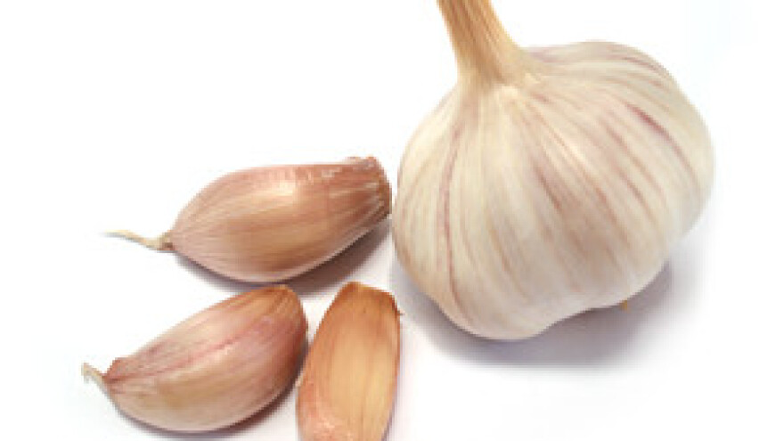 Proizvodnja češnjaka uz pomoć znanosti: traži se autohtona sorta