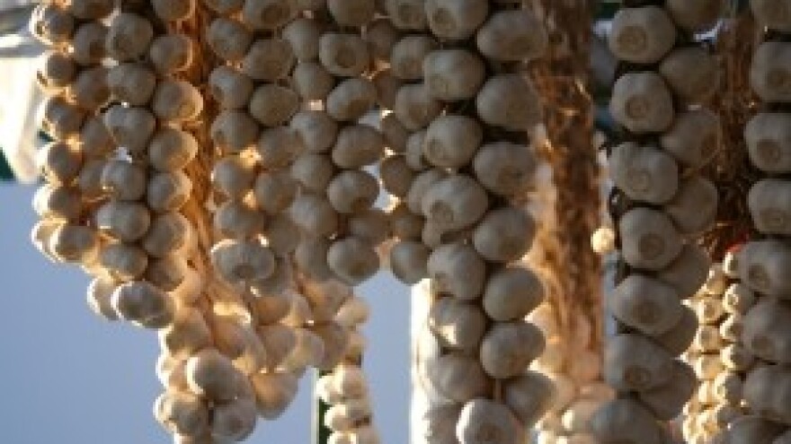 U tijeku je osnivanje Udruge proizvođača češnjaka Slavonije i Baranje