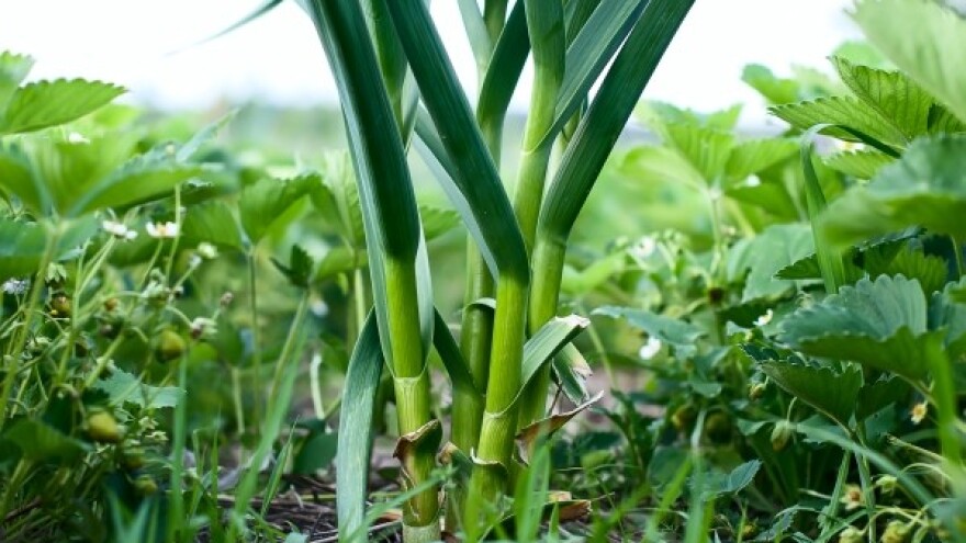 Županija nudi besplatni sadni materijal
