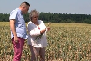 Kako se češnjak snašao na slavonskim poljima?