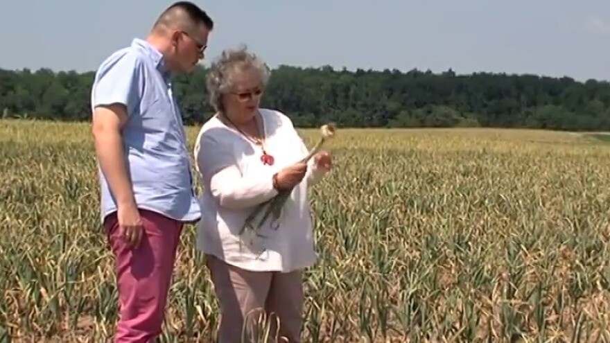 Kako se češnjak snašao na slavonskim poljima?