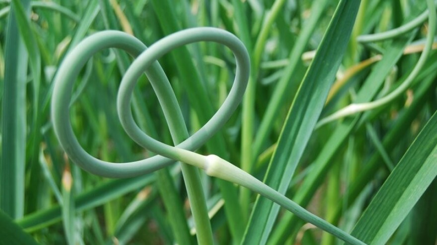 Češnjak iz Cerića ujedinio proizvođače!