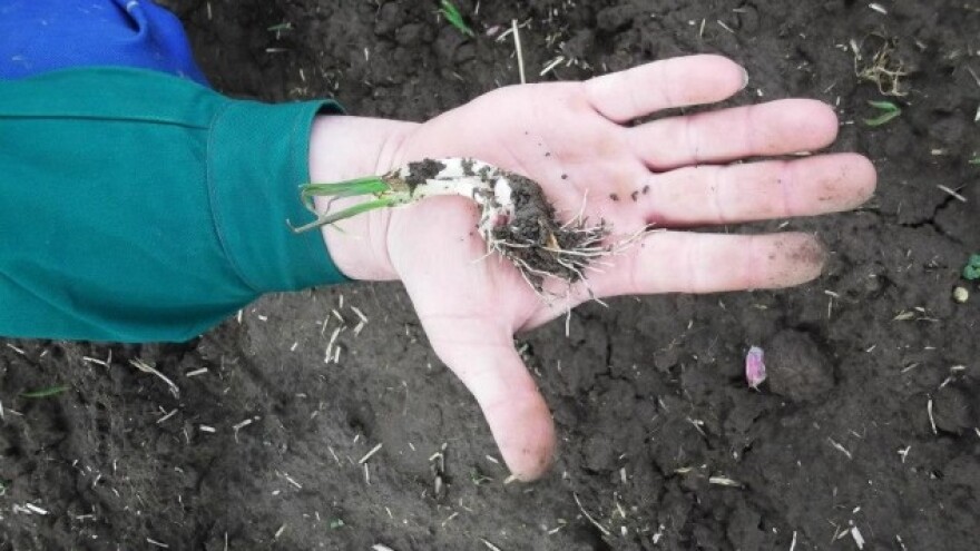 Zarada na češnjaku i do 30 tisuća kuna po hektaru