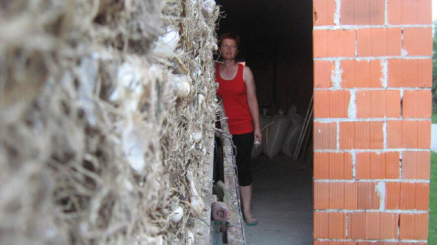 Zadovoljni i cijenom i sezonom - 25 kn/kg češnjaka