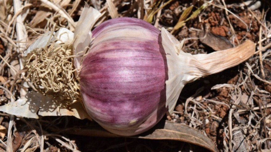 4 savjeta za vrtnu sadnju češnjaka