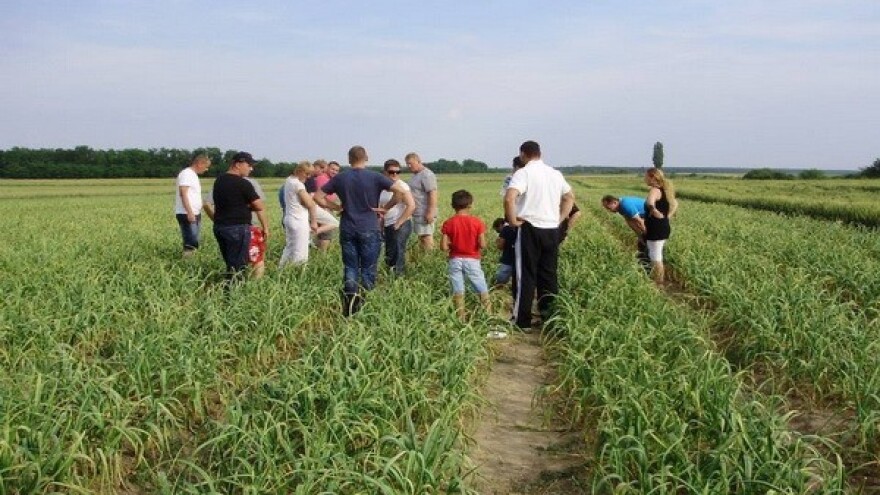 Uzgajajte češnjak, šparoge, hren i zeleni grah!