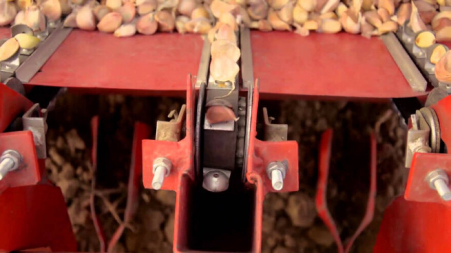 Uhodani proizvođači češnjaka pomažu početnike