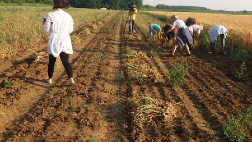 Nervoza na tržištu češnjaka