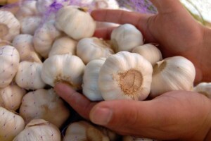 Herbidici koji pomažu u zaštiti luka i češnjaka