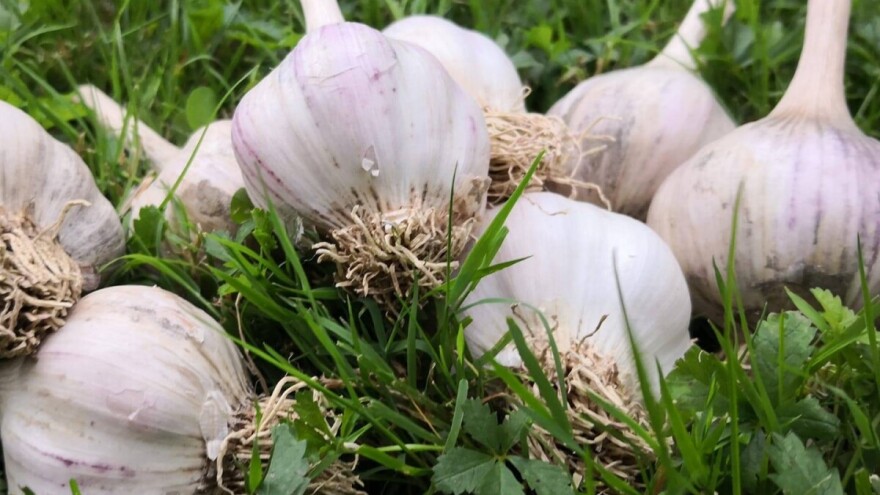 Sav češnjak sade ručno, a sve što uzgoje - prodaju do sredine listopada