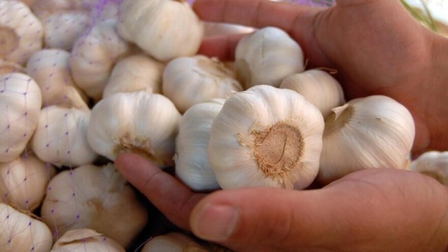 Zaštita luka i češnjaka