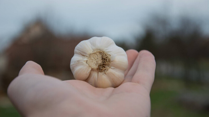 Češnjak za sadnju osiguran za 28 OPG-ova