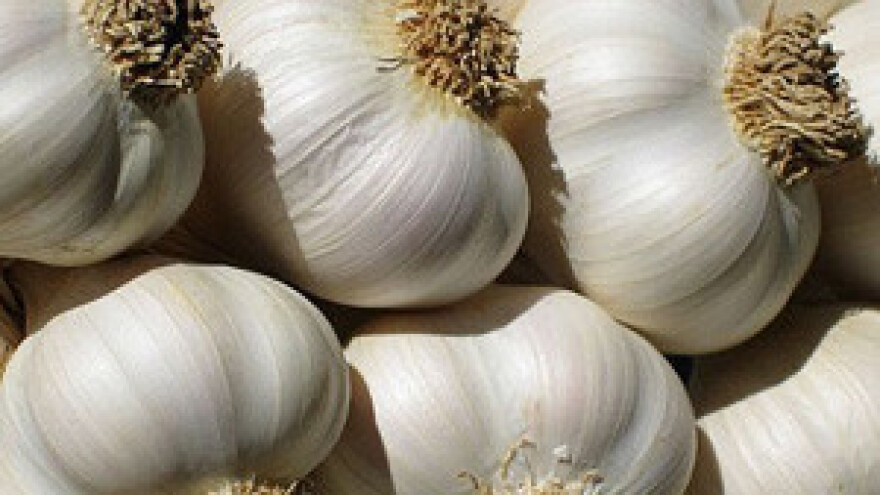 Širenje proizvodnje češnjaka