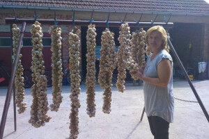Primopredaja sadnog materijala u Ceriću!