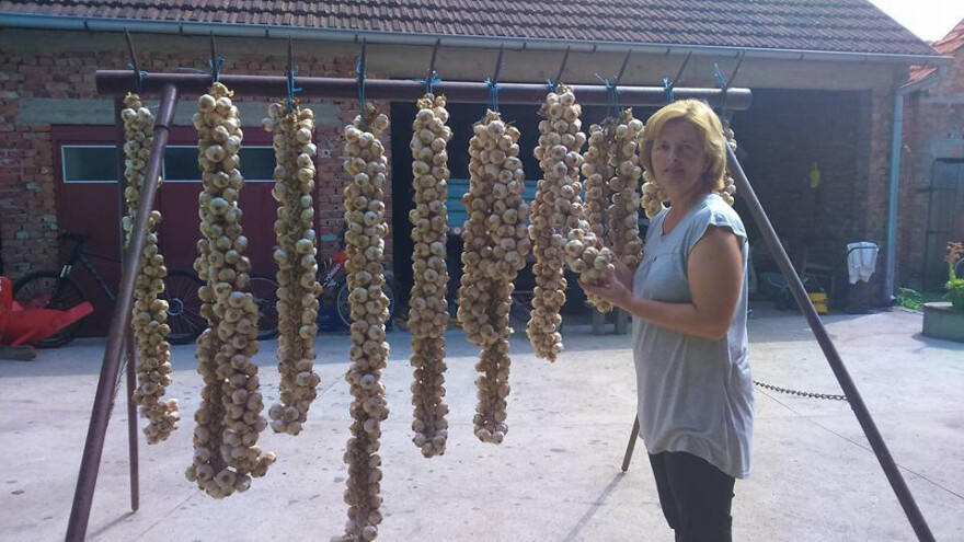 Primopredaja sadnog materijala u Ceriću!