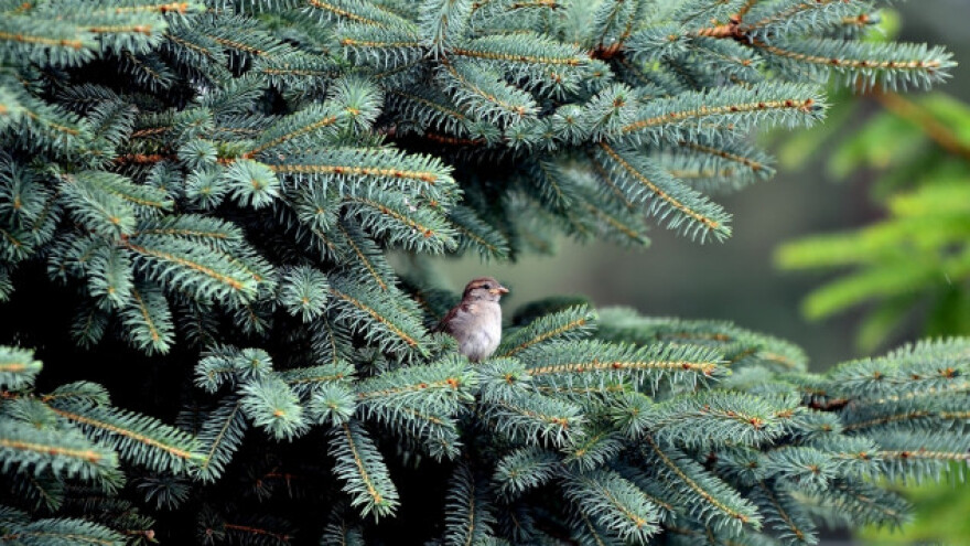Četinjače za vaše dvorište