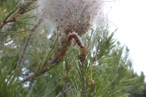Borov četnjak - gusjenica defolijator borova