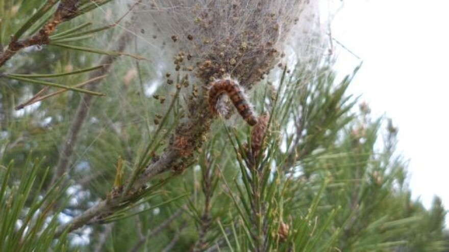 Borov četnjak - gusjenica defolijator borova