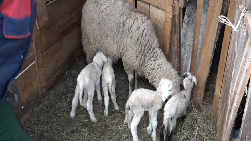 Ovca donijela četvorostruku radost u domaćinstvo Gunjića