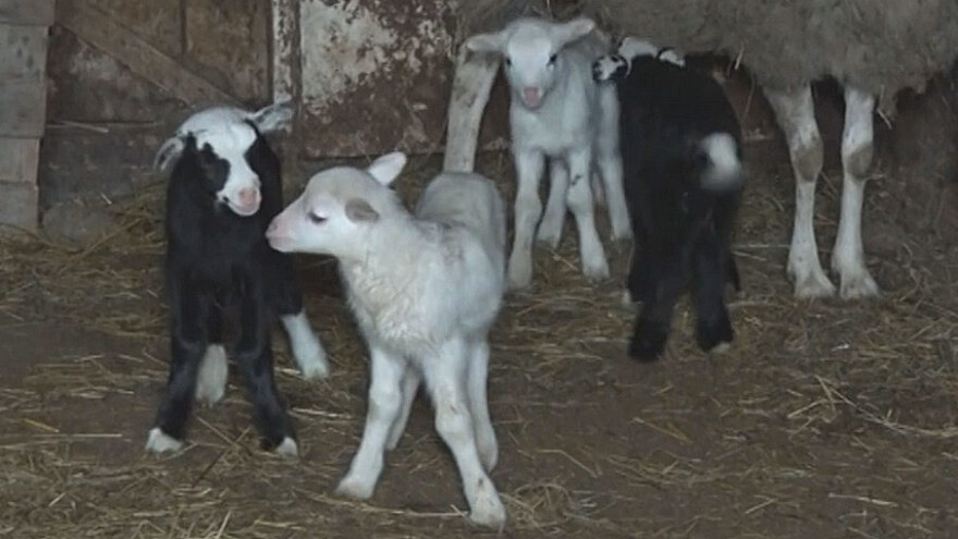 Ovca ojagnjila četvorke - dvoje je na mamu, a dvoje na tatu