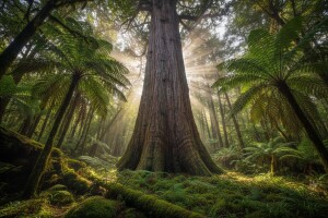 Četvrta prilika Novozelandskog vladara