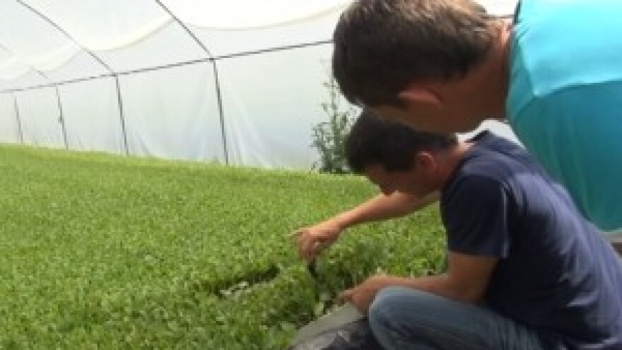 Održavanje obiteljske tradicije bavljenja poljoprivredom