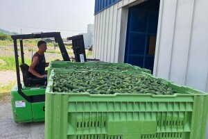 Počeo otkup kornišona: Prva berba obećavajuća