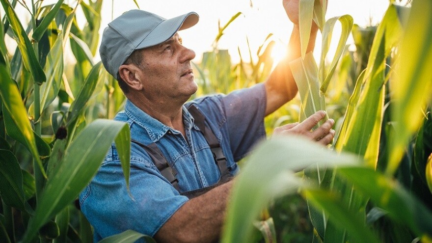 Što je indeksno osiguranje i kako može pomoći u sprječavanju gubitaka zbog suše?