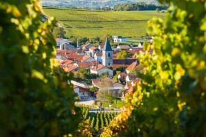Mraz ugrozio proizvodnju vina u Francuskoj