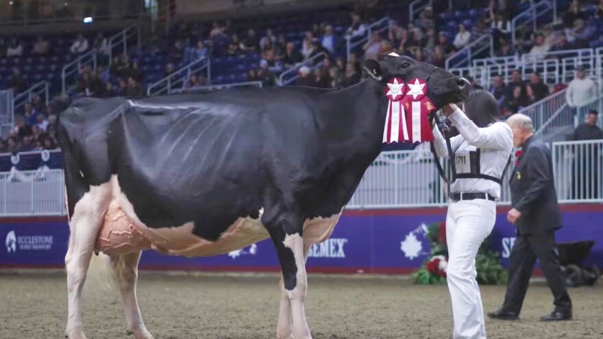 Krava šampionka diskvalifikovana zbog kršenja etičkog kodeksa?