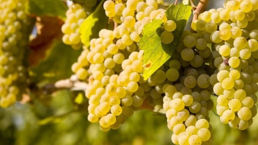 Globalna popularnost šardonea