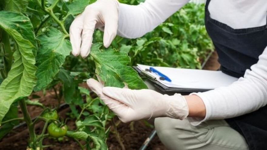 Koprivina grinja - mali štetnik, a velike štete!
