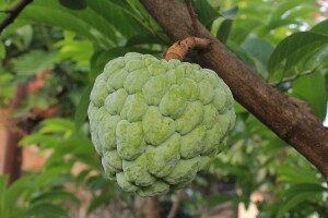 Cherimoya: Egzotično voće možete uzgojiti i kod kuće