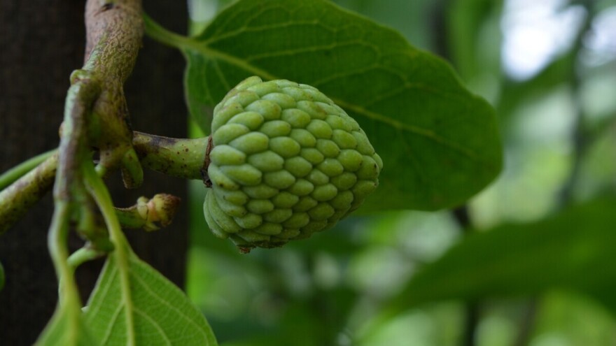 Čerimoja: Egzotično voće možete gajiti i kod kuće