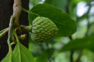 Cherimoya: Egzotično voće možete uzgojiti i kod kuće