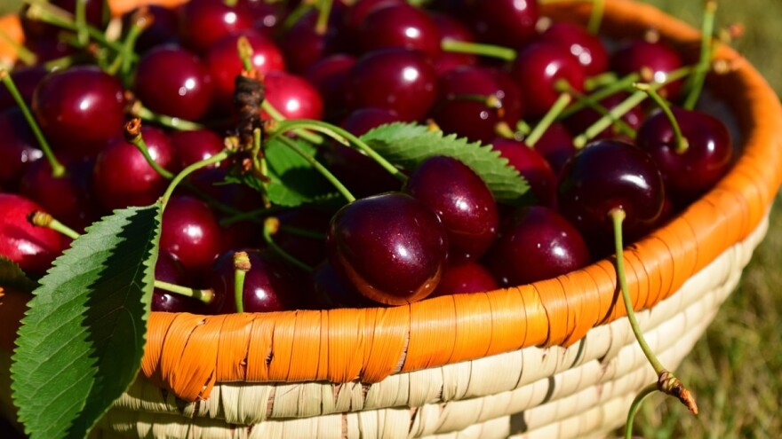 Bačen urod višanja, propadaju lubenice, jesen usred ljeta...