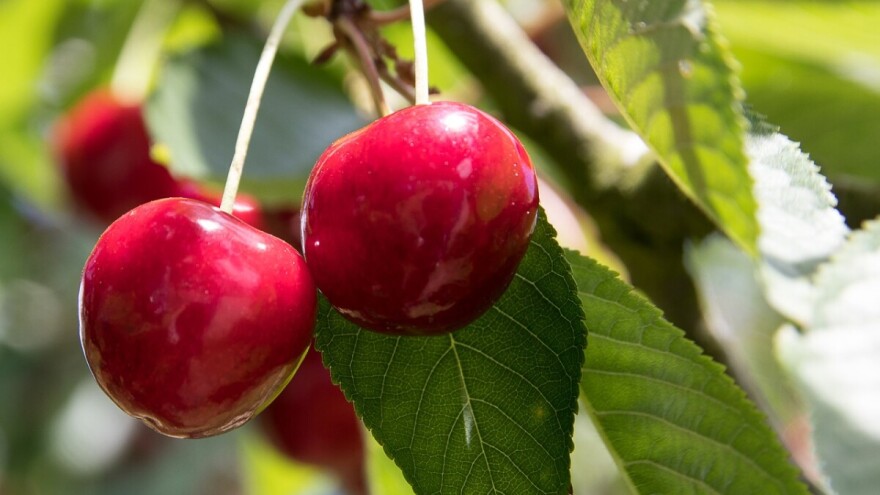 Zabranjen uvoz 900 sadnica trešnje porijeklom iz Austrije