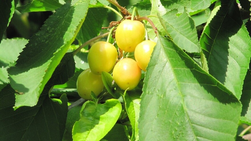 Senad Osmanagić: Domaće sorte su manje zahtjevne i nude pomalo zaboravljeni okus