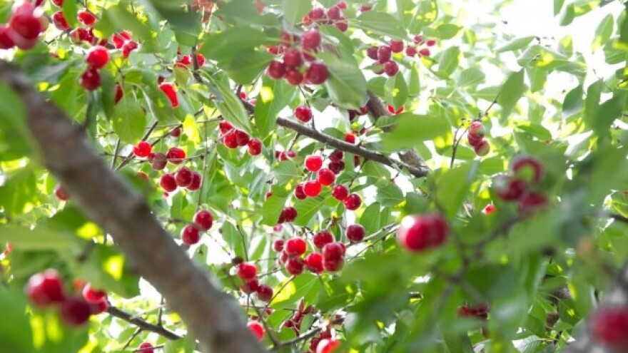 Monilija - trulež plodova i palež rodnih grančica