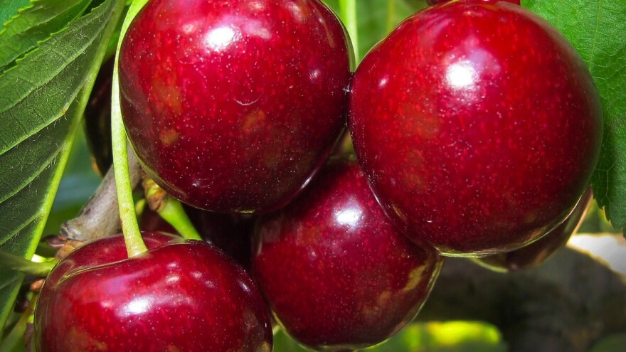 Turska postiže nove rekorde u izvozu trešanja