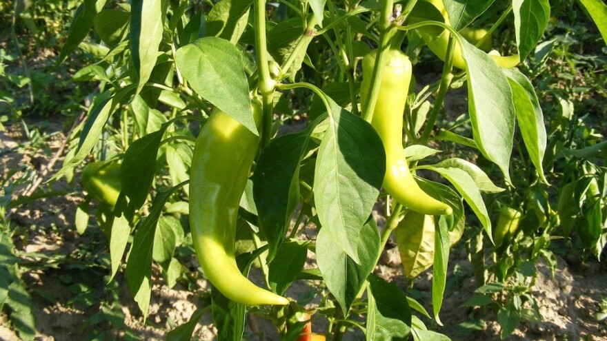 Kantonima, gradovima i općinama 3 miliona KM poticaja