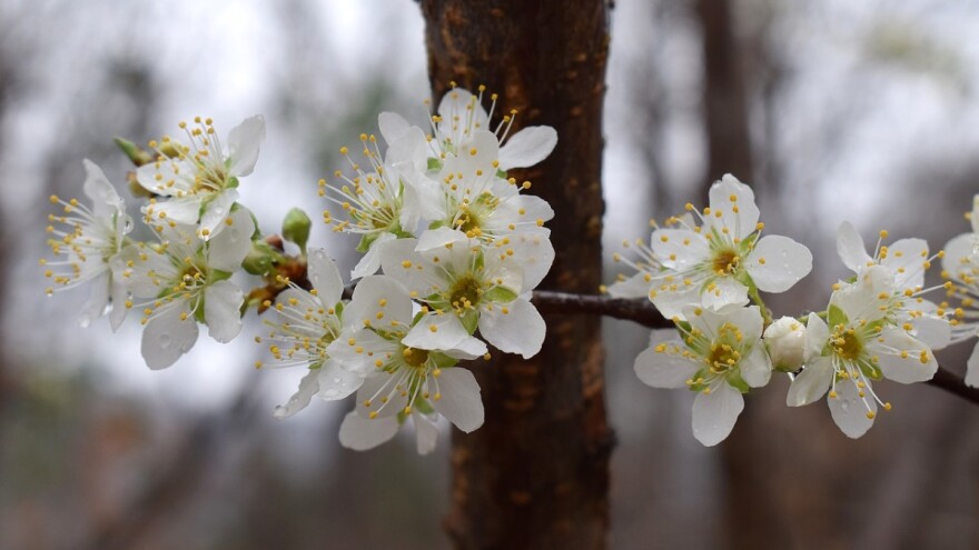 Stiže kiša, ali i mraz!