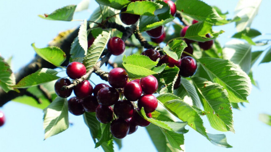 Slabija ponuda diže cenu višnje