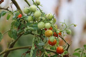 Protiv uvoza  s dva jutra zemlje i Cherry rajčicama