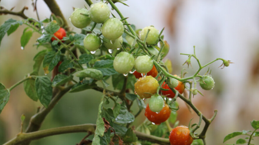 Protiv uvoza  s dva jutra zemlje i Cherry rajčicama